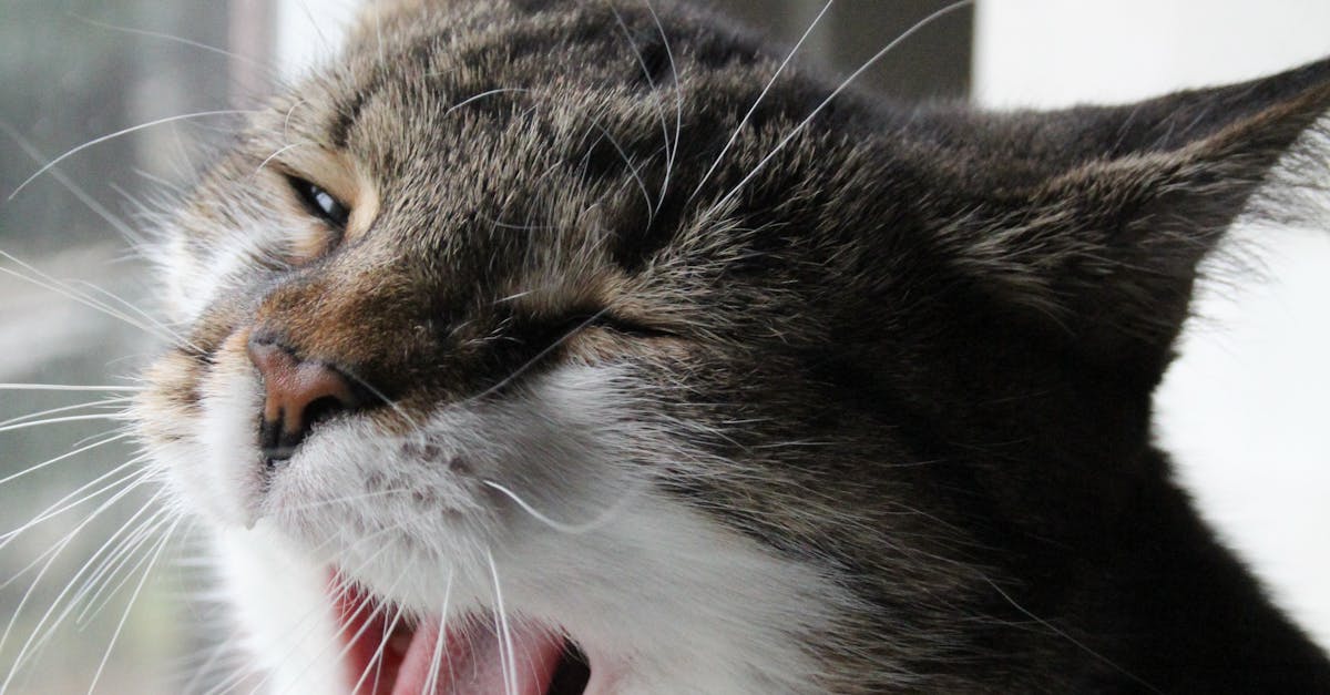 A detailed close-up of a yawning domestic cat with visible whiskers and fur.