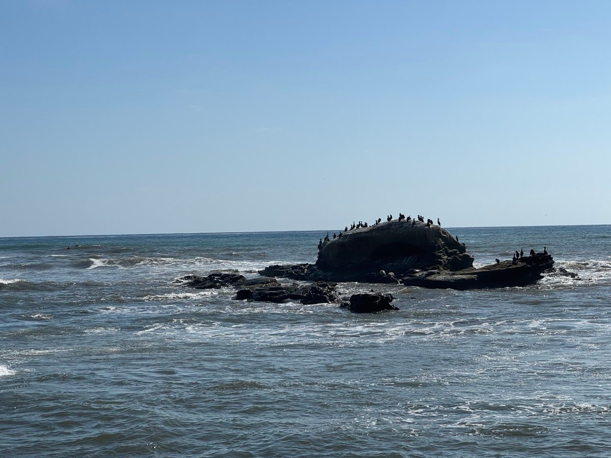 ラホヤの海から突き出た Bird Rock の岩。岩の上にたくさんの鳥が並んで止まっている