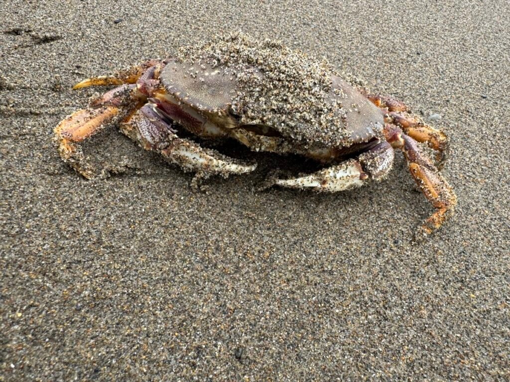Baker Beachの砂浜で見つけた、体に砂をまとったカニのクローズアップ写真