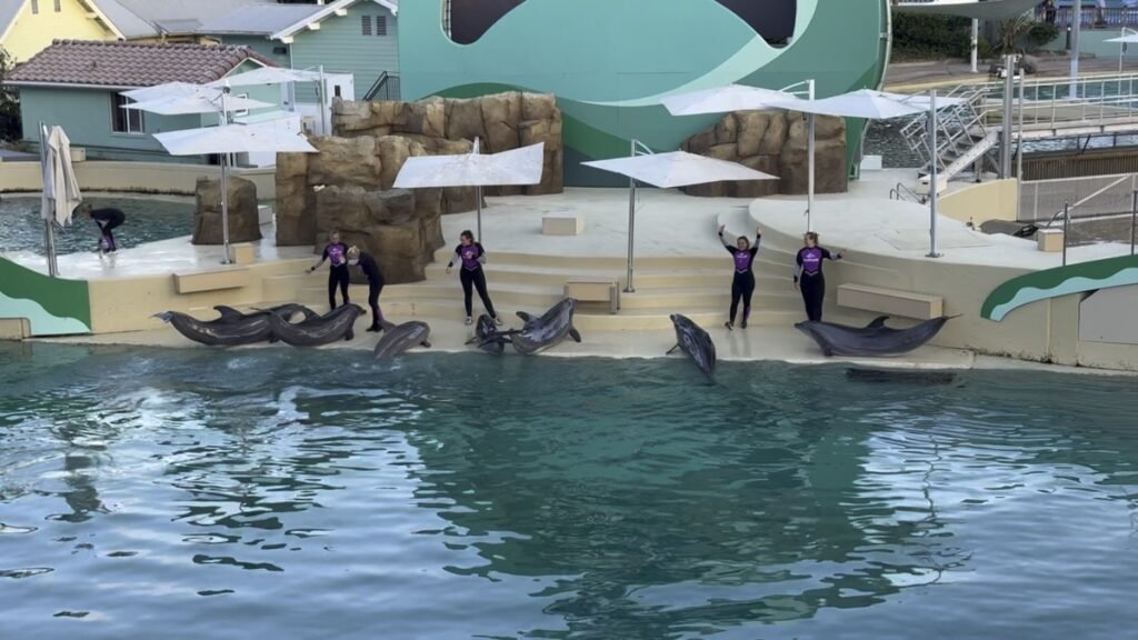 SeaWorld San Diegoのショー「Dolphin Adventures」でイルカがジャンプする瞬間
