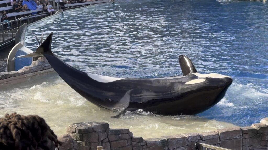 SeaWorld San Diegoでスライドアウト部分に横たわるシャチの全身と、奥に観客席が写った様子